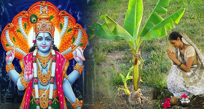 money plant श्रावण में ये 5 पौधे लगाने से हो सकती है धनवर्षा!