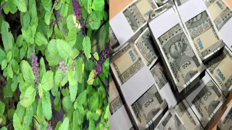 money plant श्रावण में ये 5 पौधे लगाने से हो सकती है धनवर्षा!