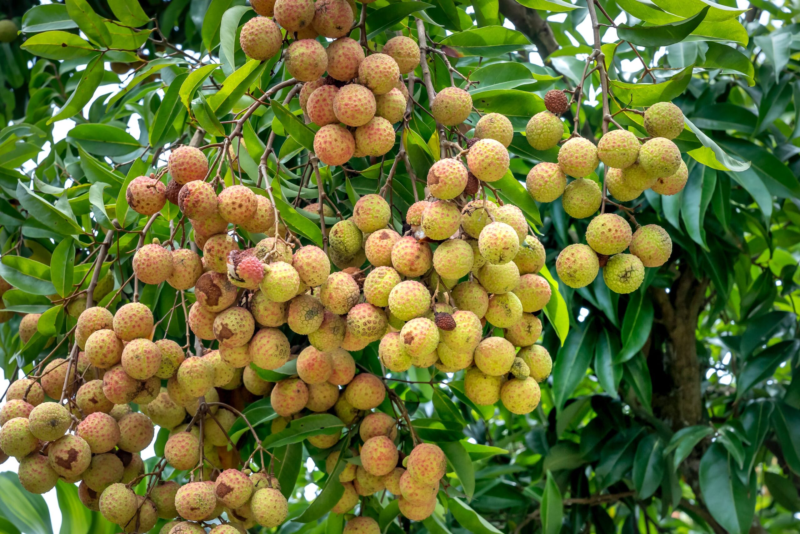 फलदार वृक्ष